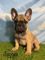 AKC Jagger, a male French Bulldog for sale in Bonne Terre, MO – 1 of 10