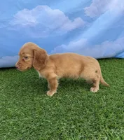 AKC Conway, a male Miniature Dachshund for sale in Bonne Terre, MO – 4 of 10
