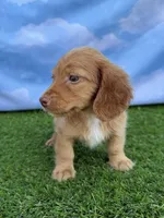 AKC Conway, a male Miniature Dachshund for sale in Bonne Terre, MO – 7 of 10