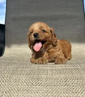 APRI Tessa , a female Cavapoo for sale in Bonne Terre, MO – 3 of 10