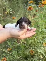 AKC Cinch , a male Miniature Dachshund for sale in Bonne Terre, MO – 2 of 8