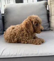 Houston , a male Poodle - Miniature  for sale in Bonne Terre, MO – 5 of 7