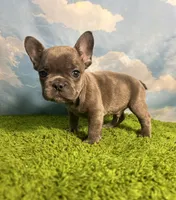 AKC Jett, a male French Bulldog for sale in Bonne Terre, MO – 3 of 8