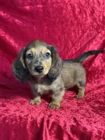 AKC Cannon, a male Miniature Dachshund for sale in Bonne Terre, MO – 2 of 10