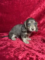 AKC Snickers, a male Miniature Dachshund for sale in Bonne Terre, MO – 4 of 5