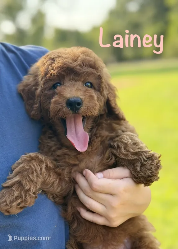 Lainey  – Poodle - Miniature  puppy for sale in Bonne Terre, MO