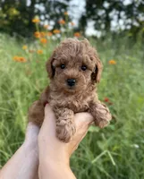 Rosie, a female Poodle - Toy  for sale in Bonne Terre, MO – 5 of 8