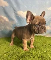 AKC Jax, a male French Bulldog for sale in Bonne Terre, MO – 9 of 9