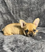 AKC Jolene, a female French Bulldog for sale in Bonne Terre, MO – 3 of 10