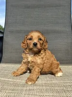 APRI Tucker , a male Cavapoo for sale in Bonne Terre, MO – 3 of 10