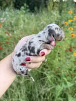 AKC Waylon, a male Miniature Dachshund for sale in Bonne Terre, MO – 4 of 10