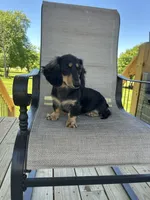 AKC Asher, a male Miniature Dachshund for sale in Bonne Terre, MO – 7 of 8