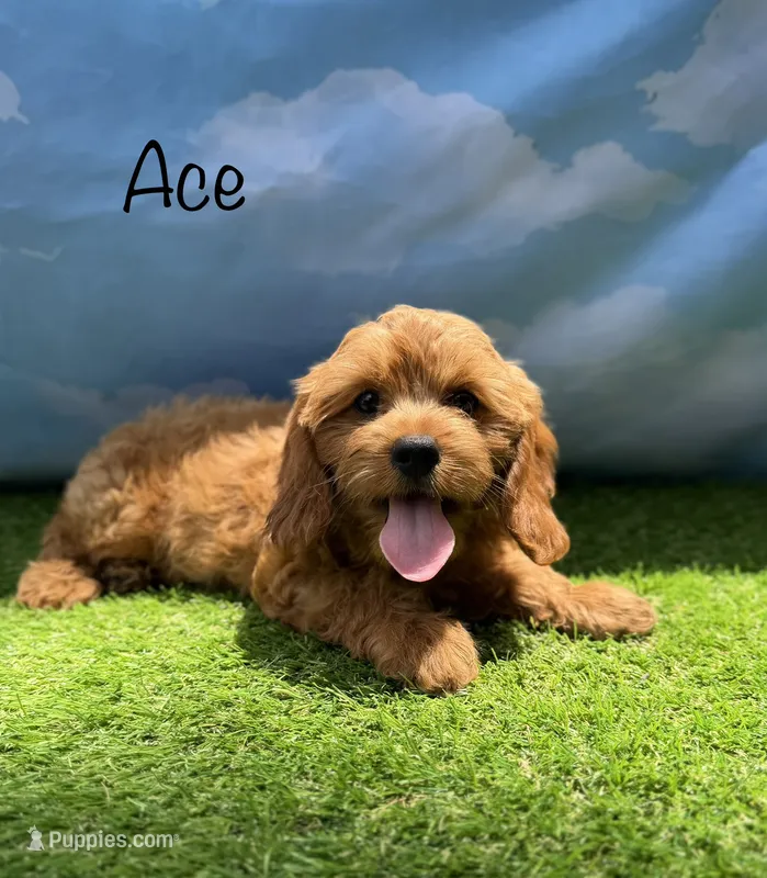 APRI Ace  – Cavapoo puppy for sale in Bonne Terre, MO