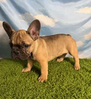 AKC Jagger, a male French Bulldog for sale in Bonne Terre, MO – 3 of 10