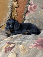 AKC Chloe , a female Miniature Dachshund for sale in Bonne Terre, MO – 4 of 8