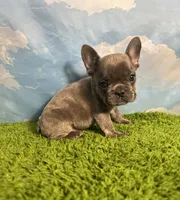 AKC Jett, a male French Bulldog for sale in Bonne Terre, MO – 7 of 8