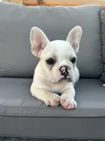 AKC Pearl , a female French Bulldog for sale in Bonne Terre, MO – 5 of 8