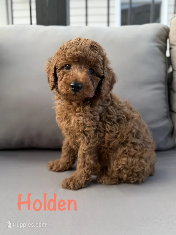 Holden  – Poodle - Miniature  puppy for sale in Bonne Terre, MO