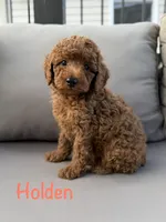 Holden , a male Poodle - Miniature  for sale in Bonne Terre, MO – 1 of 10