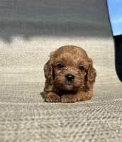 APRI August , a male Cavapoo for sale in Bonne Terre, MO – 3 of 8