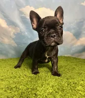 AKC Jada, a female French Bulldog for sale in Bonne Terre, MO – 8 of 8