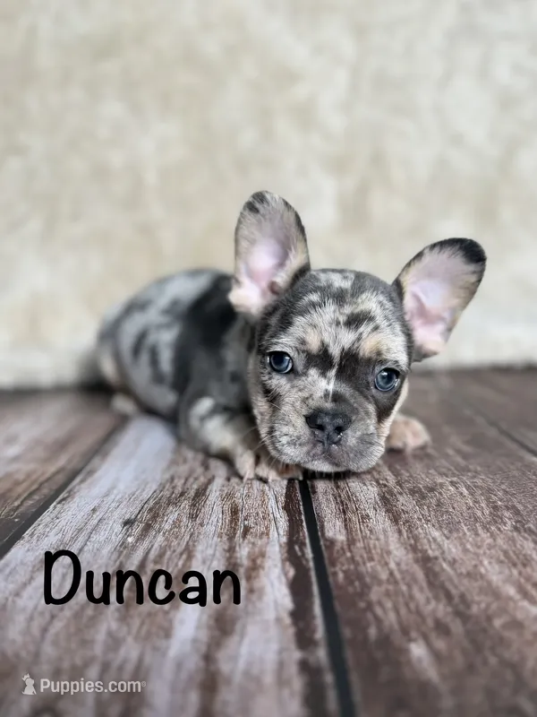 AKC Duncan – French Bulldog puppy for sale in Bonne Terre, MO