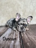AKC Duncan, a male French Bulldog for sale in Bonne Terre, MO – 1 of 10