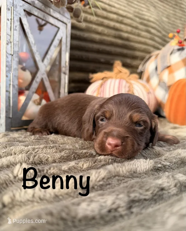 AKC Benny – Miniature Dachshund puppy for sale in Bonne Terre, MO