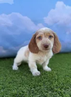 AKC Colter, a male Miniature Dachshund for sale in Bonne Terre, MO – 7 of 10