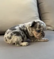AKC Diesel , a male French Bulldog for sale in Bonne Terre, MO – 7 of 10