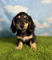 AKC Sutton , a male Miniature Dachshund for sale in Bonne Terre, MO – 4 of 10