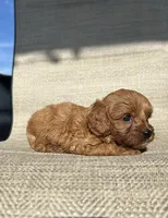 APRI Atlas , a male Cavapoo for sale in Bonne Terre, MO – 2 of 4