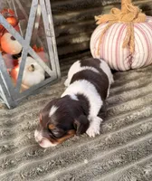 AKC Bailey, a female Miniature Dachshund for sale in Bonne Terre, MO – 2 of 7