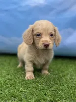 AKC Parker, a male Miniature Dachshund for sale in Bonne Terre, MO – 7 of 10