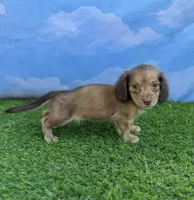 AKC Callie , a female Miniature Dachshund for sale in Bonne Terre, MO – 4 of 10