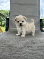 Gilly , a male Maltipoo for sale in Bonne Terre, MO – 5 of 8