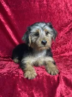 APRI Handsome Hank, a male Yorkshire Terrier for sale in Bonne Terre, MO – 3 of 6