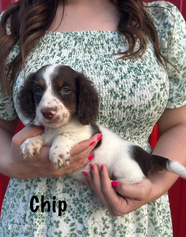 AKC Chip – Miniature Dachshund puppy for sale in Bonne Terre, MO