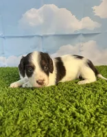 AKC Chip, a male Miniature Dachshund for sale in Bonne Terre, MO – Photo 7 of 10