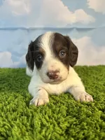AKC Chip, a male Miniature Dachshund for sale in Bonne Terre, MO – Photo 3 of 10