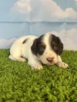 AKC Chip, a male Miniature Dachshund for sale in Bonne Terre, MO – Photo 4 of 10