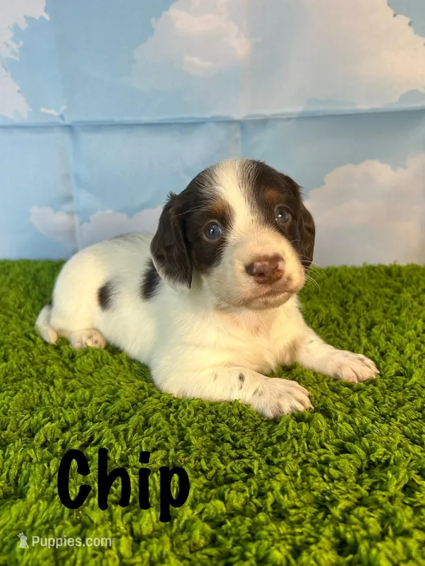 AKC Chip – Miniature Dachshund puppy for sale in Bonne Terre, MO