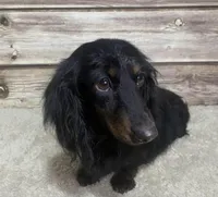AKC Chip, a male Miniature Dachshund for sale in Bonne Terre, MO – Photo 9 of 10