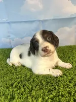 AKC Chip, a male Miniature Dachshund for sale in Bonne Terre, MO – Photo 5 of 10