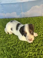 AKC Chip, a male Miniature Dachshund for sale in Bonne Terre, MO – Photo 6 of 10