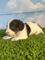 AKC Chip, a male Miniature Dachshund for sale in Bonne Terre, MO – Photo 2 of 10