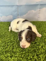 AKC Chip, a male Miniature Dachshund for sale in Bonne Terre, MO – Photo 8 of 10