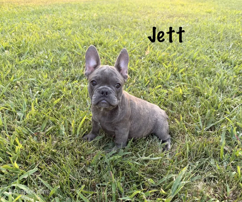 AKC Jett – French Bulldog puppy for sale in Bonne Terre, MO