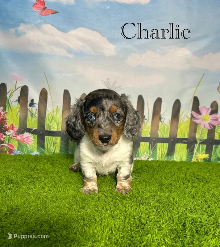 AKC Charlie  – Miniature Dachshund puppy for sale in Bonne Terre, MO