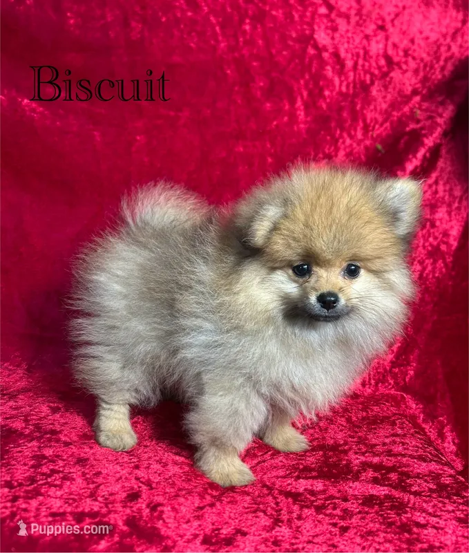 AKC Biscuit  – Pomeranian puppy for sale in Bonne Terre, MO